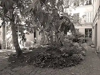 La cour.