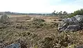 Domaine de Menez Meur ː paysage de landes.