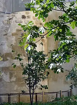 Jardin des Rosiers.