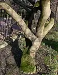 Tronc en hiver (spécimen du jardin des plantes de Paris)
