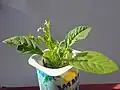 Microtea debilis plante entière.