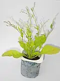 Microtea debilis plante entière.