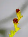 Fruits matures de Microtea debilis.