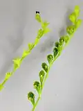 Jeunes fruits de Microtea debilis.