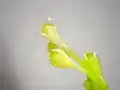 Fleurs de Microtea debilis.