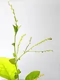 Rameau de Microtea debilis couvert d'inflorescences.