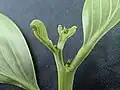 bourgeon terminal d’Acacia mangium (avec nectaires extrafloraux et stipules en écaille)