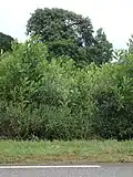 recrû d’Acacia mangium en bord de route en Guyane