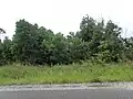 Acacia mangium spontanés en bord de route (en Guyane)