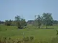 prairie artificielle à Kikouyou (Urochloa humidicola), issue de la destruction de savane originelle, et parsemée d’Acacia mangium spontanés (en Guyane)