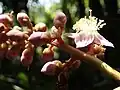 Inflorescence de Mahurea palustrisi.