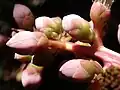 Inflorescence de Mahurea palustrisi.