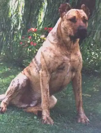 Cimarron uruguayen.