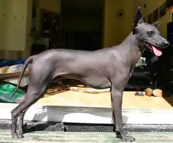 Image illustrative de l’article Chien nu du Pérou