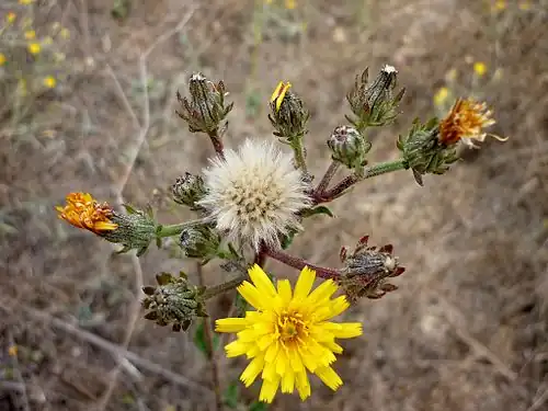 Inflorescence.
