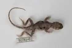 Description de l'image PLOS ONE - Tympanocryptis pentalineata.jpg.