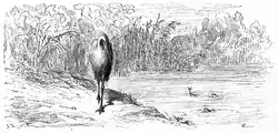  Au bord d’un lac, le héron perché sur une patte lorgne vers deux poissons qui frétillent dans l’eau.