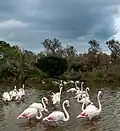 flamants roses en fin de saison estivale (septembre 2015) ;