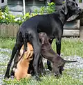 Plusieurs pointers unicolores.