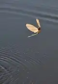 S'élançant sur l'eau.