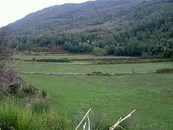 Pruno.
