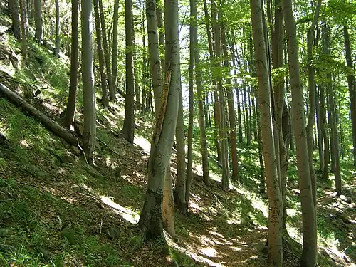 Skalka : réserve naturelle.