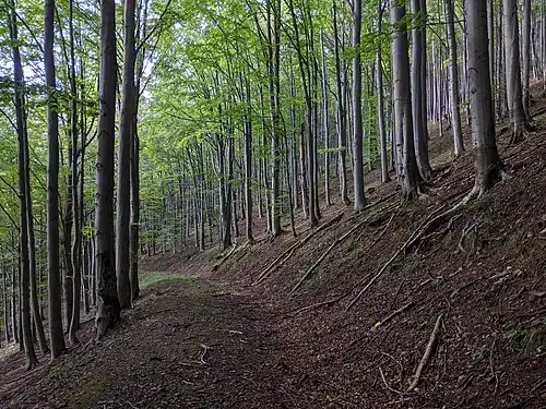 Réserve naturelle d'Uplaz.