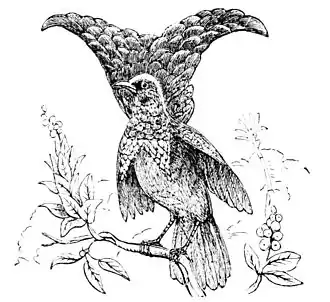 Description de l'image PSM V05 D583 Superb bird of paradise.jpg.