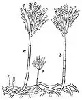 Penicillium