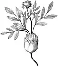 prolifération d'un rosier
