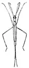 Ranatra fusca (espèce nord-américaine), dessin de 1893.