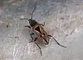 Xanthochilus quadratus, Suisse.