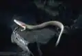 Salamandre blanche (ou protée) — Proteus anguinus