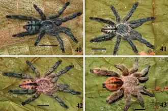 Description de l'image Pachistopelma rufonigrum juveniles - ZooKeys-230-001-g008.png.