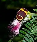 Pachnoda marginata peregrina