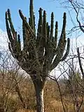 Plante adulte.