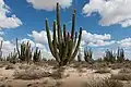 Une forêt de pachycereus pringlei dans le Sonoran Desert. Septembre 2018.