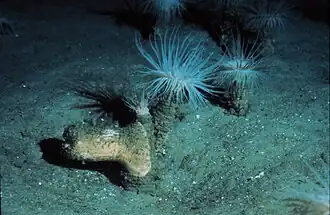 Description de l'image Pachycerianthus borealis NOAA.jpg.
