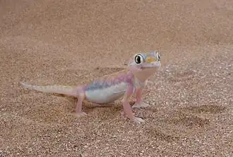 Description de l'image Pachydactylus-rangei.jpg.