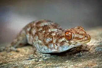 Description de l'image Pachydactylus kladaroderma00.jpg.