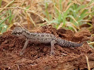 Description de l'image Pachydactylus maculatus.jpg.