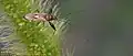 Pachygronthidae : Pachygrontha antennata.