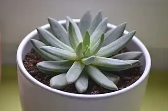Description de l'image Pachyphytum longifolium, crassulacée.JPG.