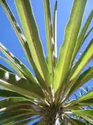 Pachypodium geayi