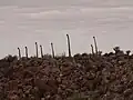 Richtersveld, en Afrique du Sud.