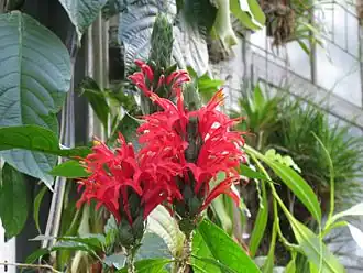 Description de l'image Pachystachys spicata.jpg.