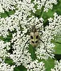 Pachyta quadrimaculata (Linneo, 1758)