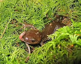 Salamandre foncée