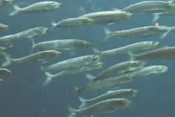 Un banc de petits poissons argentés.
