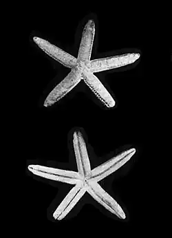 Phataria mionactis